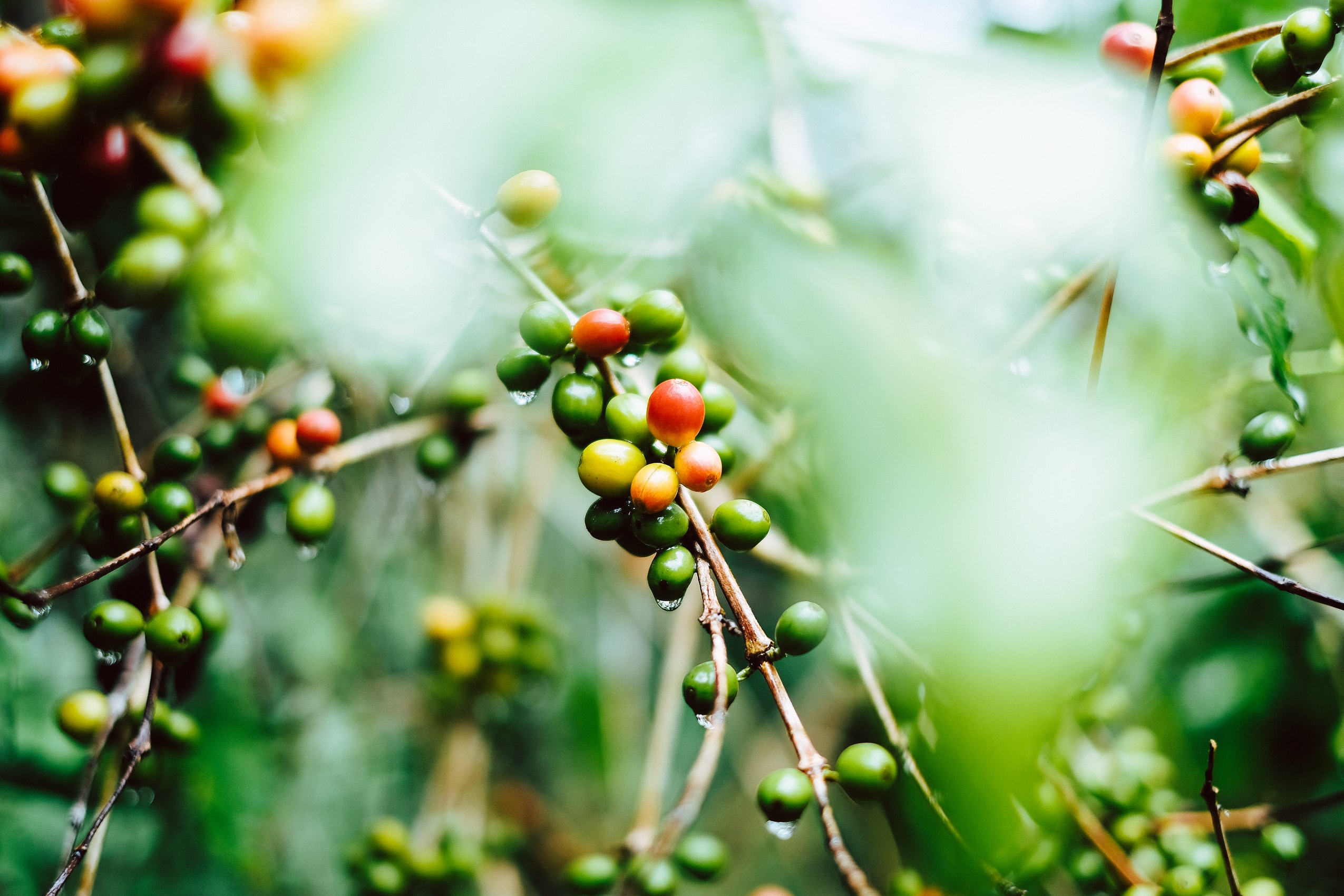 alto café s'engage avec une gamme de café BIO certifié agriculture biologique